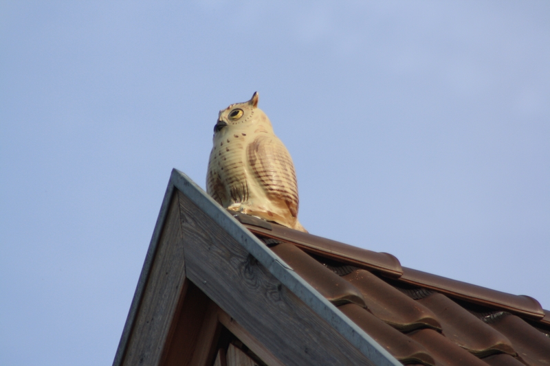 eule_2_.jpg eule_2_.jpg